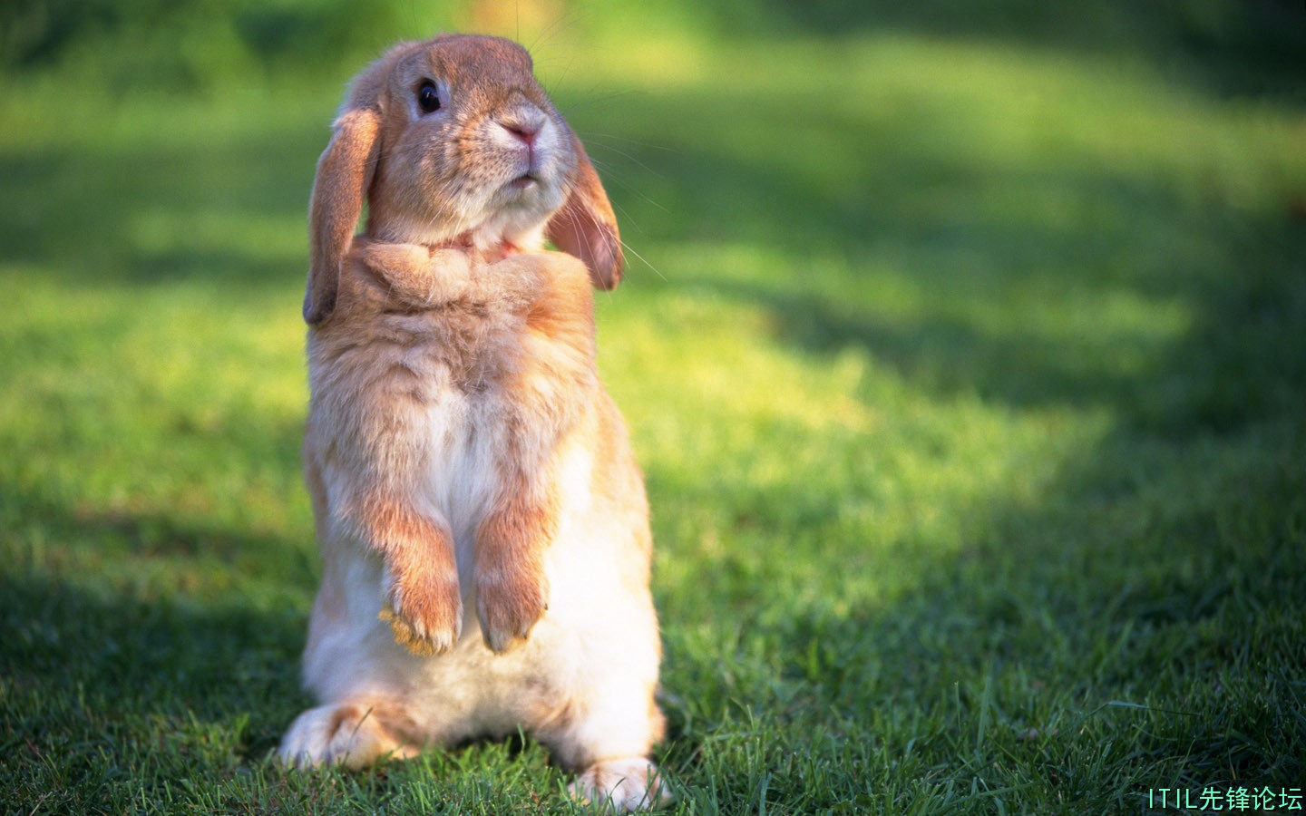 1440Rabbit_2016.jpg